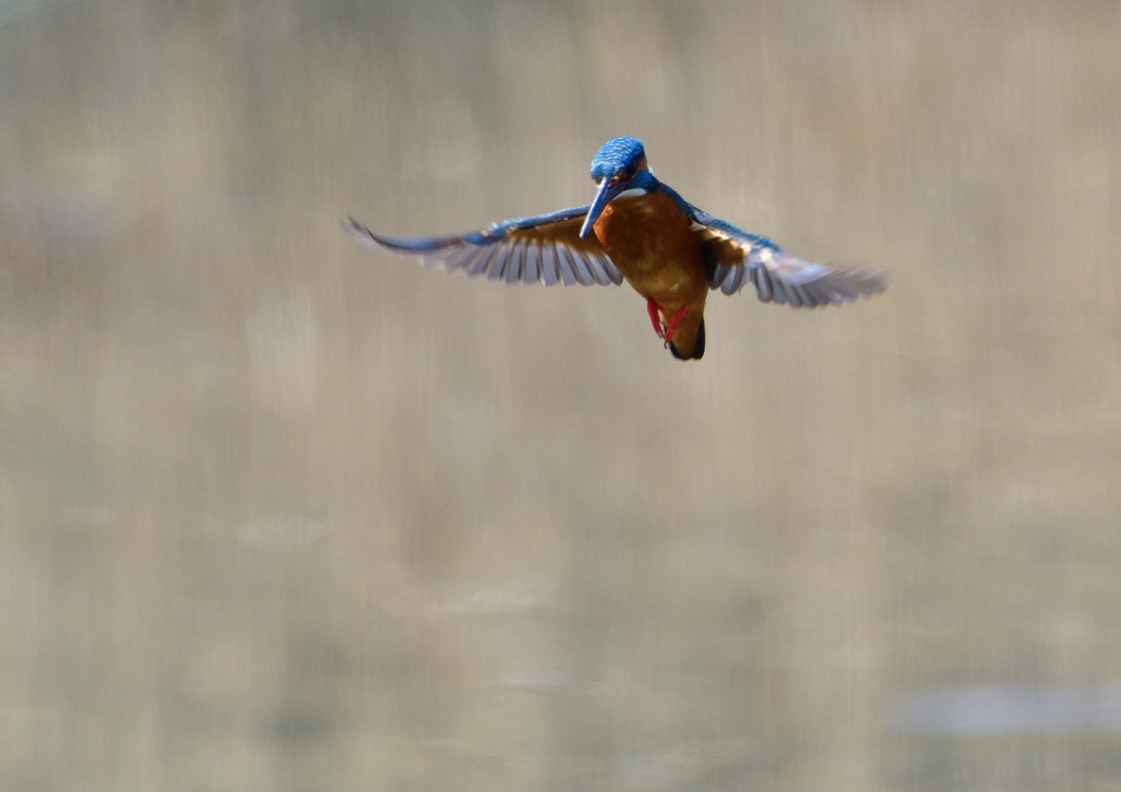 ホバ　３/１９❿