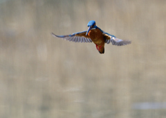 ホバ　３/１９❿