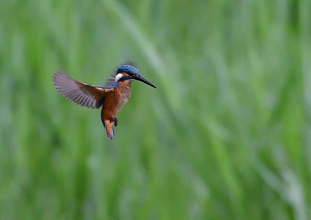 ホバる　７/１３➂