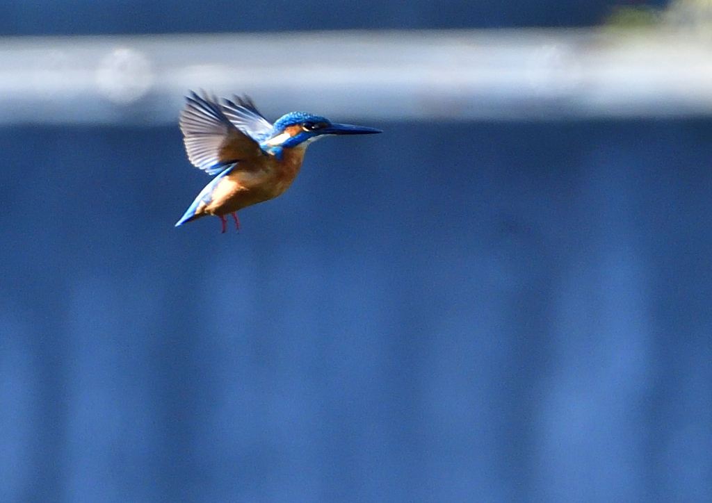 いつもの公園で　１２/７❷