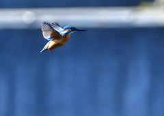 いつもの公園で　１２/７❷