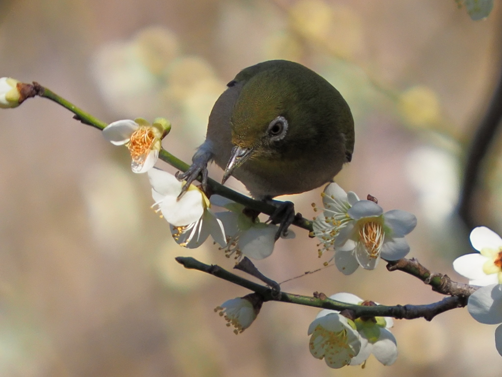 メジロ　２/２０❻