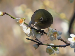 メジロ　２/２０❻