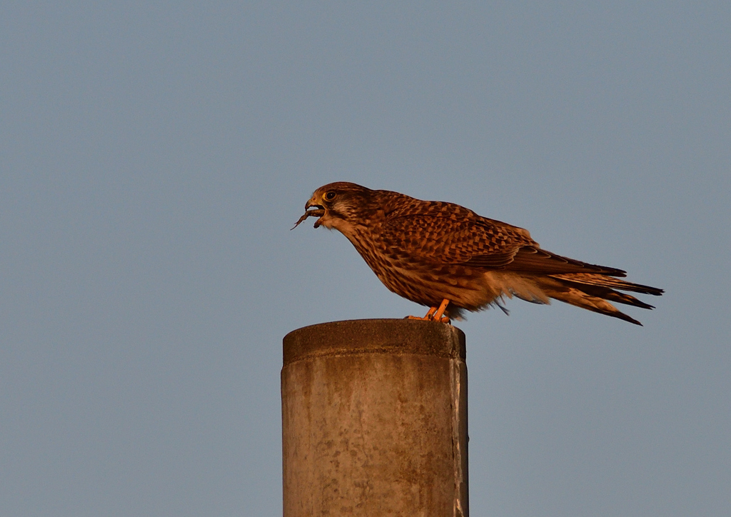 食事中（チョウゲンボ）１/１３