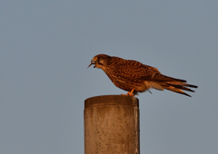 食事中（チョウゲンボ）１/１３