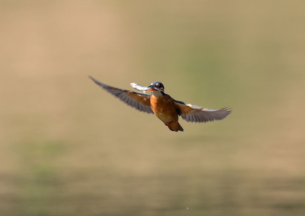 _190305_102543 DSC_6803