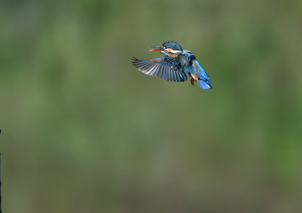 ホバリング　５/３０❺