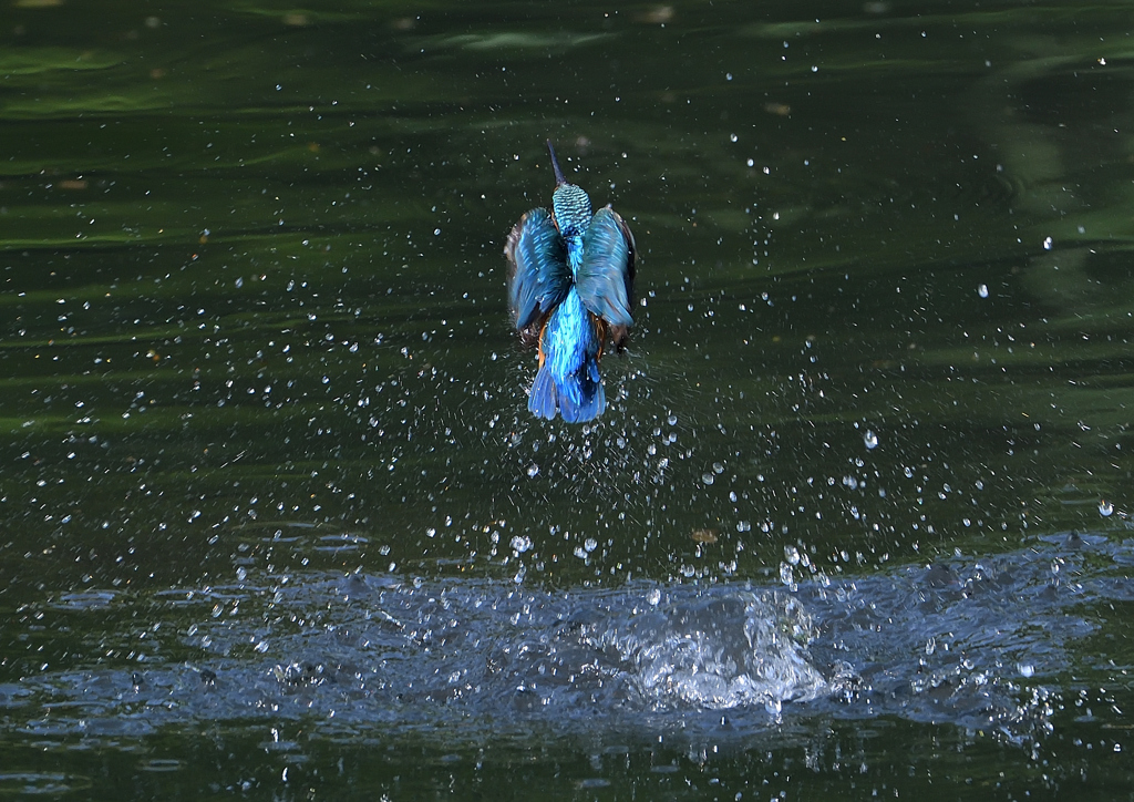 ダイブ　５/１５❹