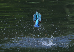 ダイブ　５/１５❹