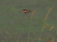 ノビタキ　１０/１２❷