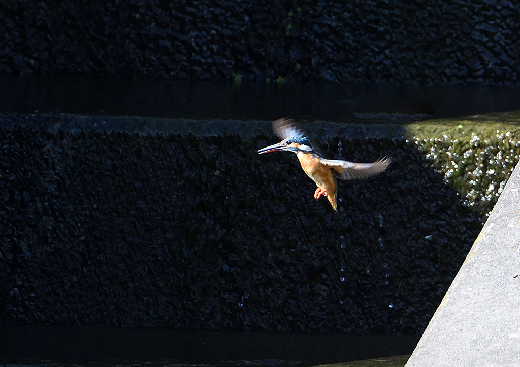 ホバリング　８/７