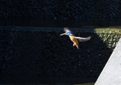 ホバリング　８/７