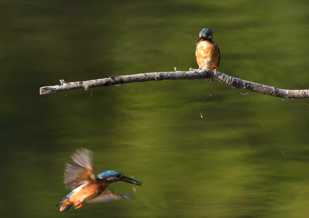 2羽のカワセミ　９/９❷