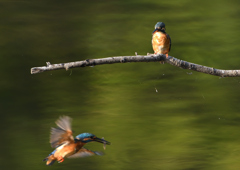 2羽のカワセミ　９/９❷