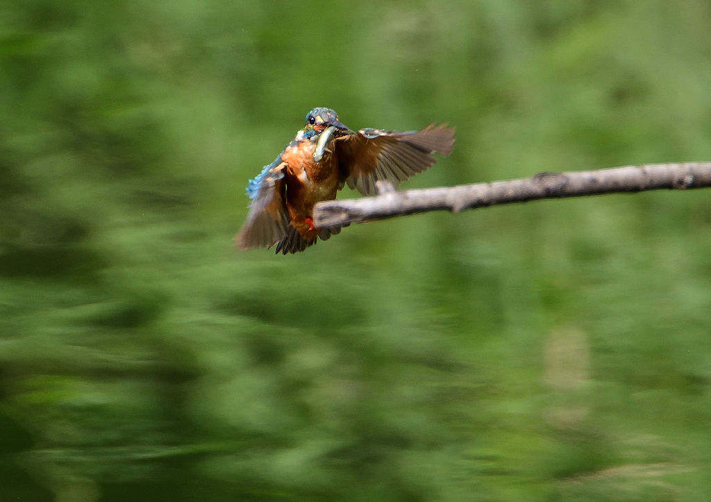 止まり木へ　７/２３❹