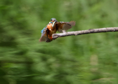 止まり木へ　７/２３❹