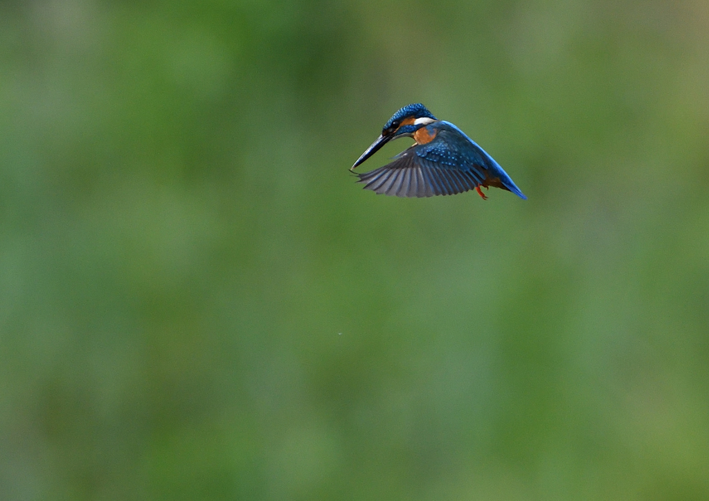 ホバ　５/１８❸