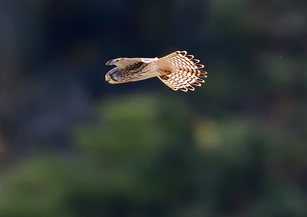 チョウゲンボウ　１１/２８❶