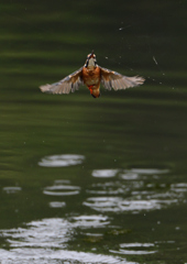 止まり木へ　９/２２❷