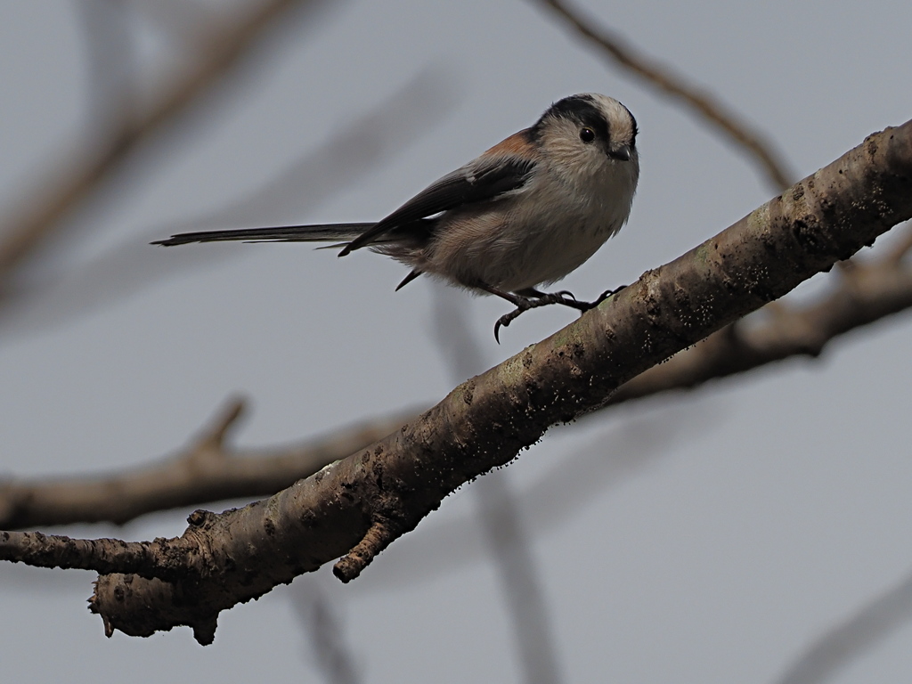エナガ　１０/１２❶