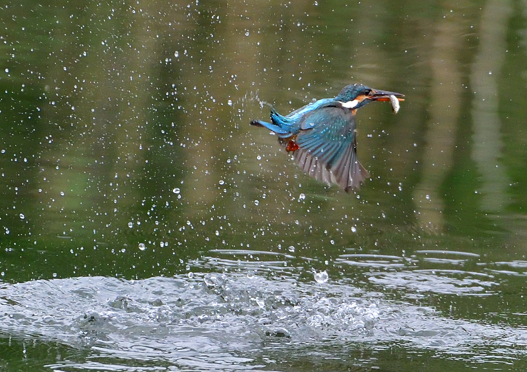 魚を・・・・・・　５/２１❷