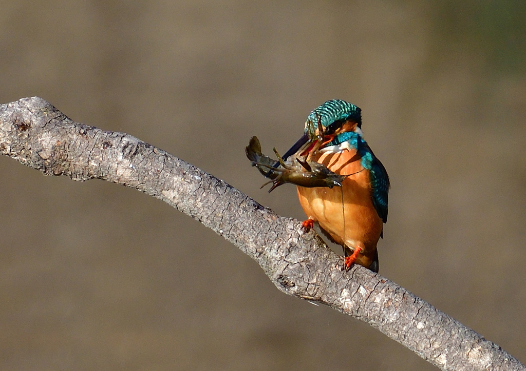 ザリガニを・・・・・・　１/２９❺