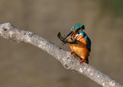 ザリガニを・・・・・・　１/２９❺