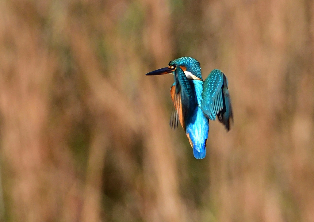 いつもの公園で　１２/３❶