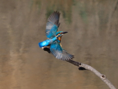 飛び立つ　３/６