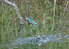 水浴び　５/９❷