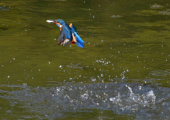 魚を・・・・　５/２❼