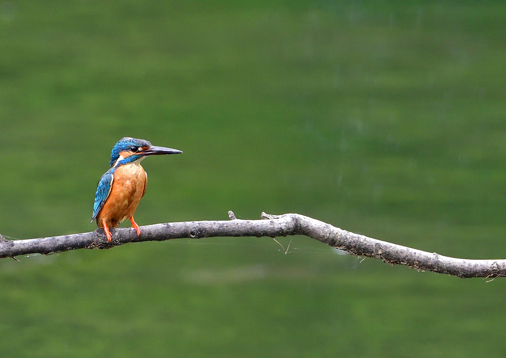 いつもの公園　７/１２