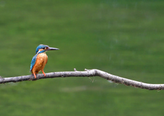 いつもの公園　７/１２