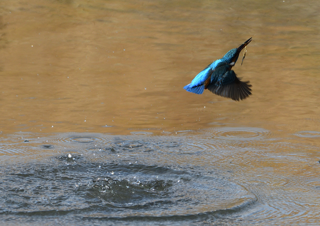 _190125_092953 DSC_6294