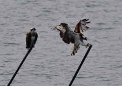 ミサゴ　１０/２０❸