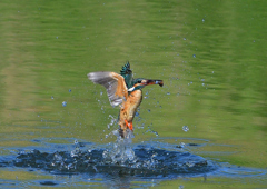 魚を・・・・・・　５/２０❼