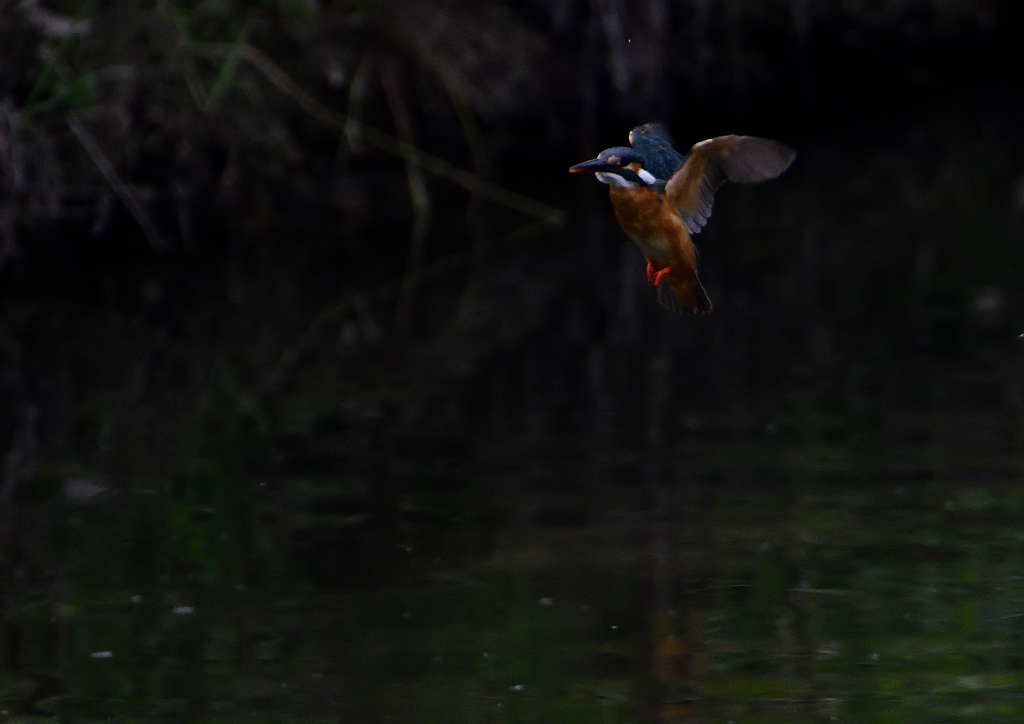 ホバリング　６/２❶