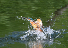 ダイブ　５/３０❹