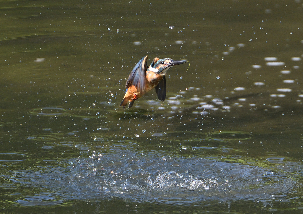 水飛沫　９/６⓬