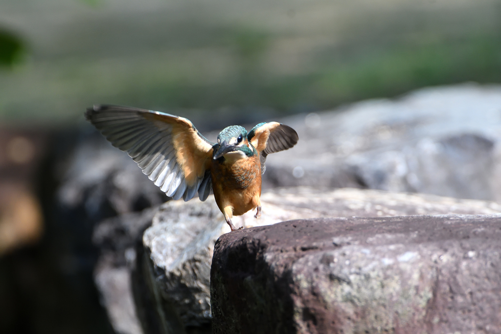 幼鳥　６/１１❶