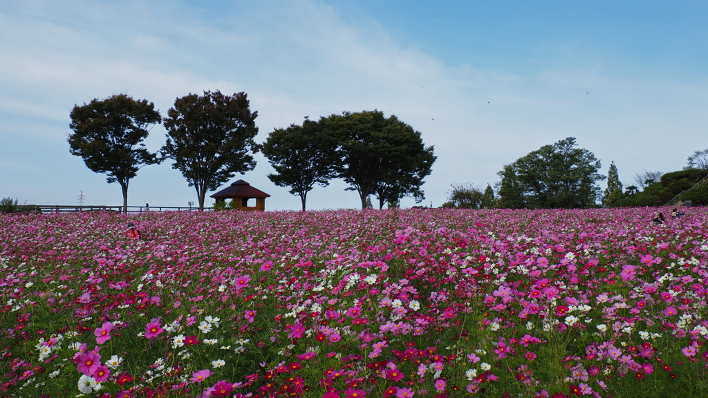 秋桜　１１/１❶