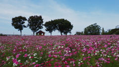 秋桜　１１/１❶