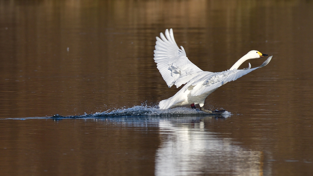 コハクチョウ　２/６❺