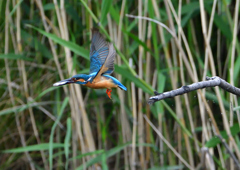 魚を・・・・・・　５/２１❸