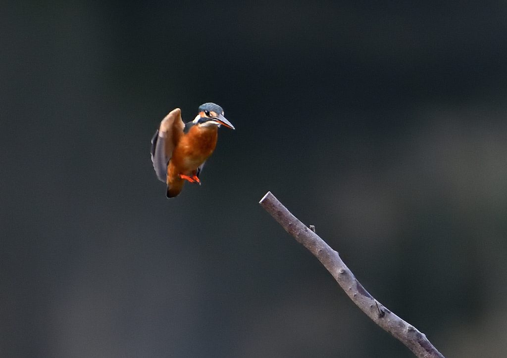 _191031_073655 DSC_7881