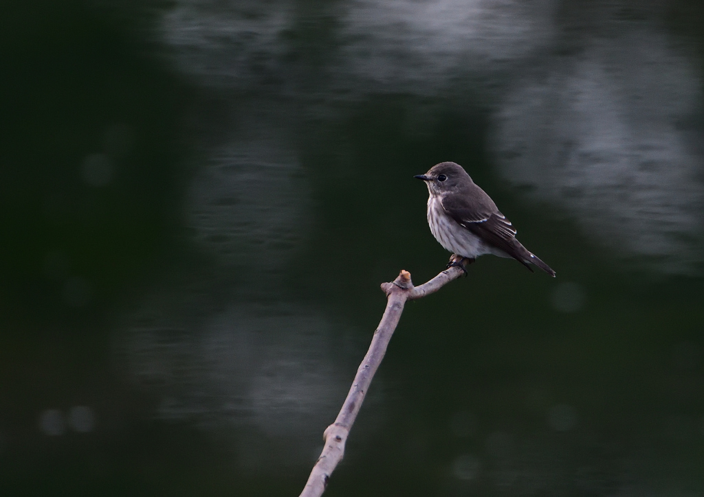 エゾビタキ　③