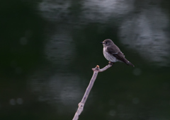 エゾビタキ　③