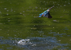 ダイブ　８/７❷