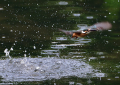 水飛沫　７/２８④