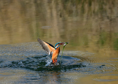 魚を・・・・❸